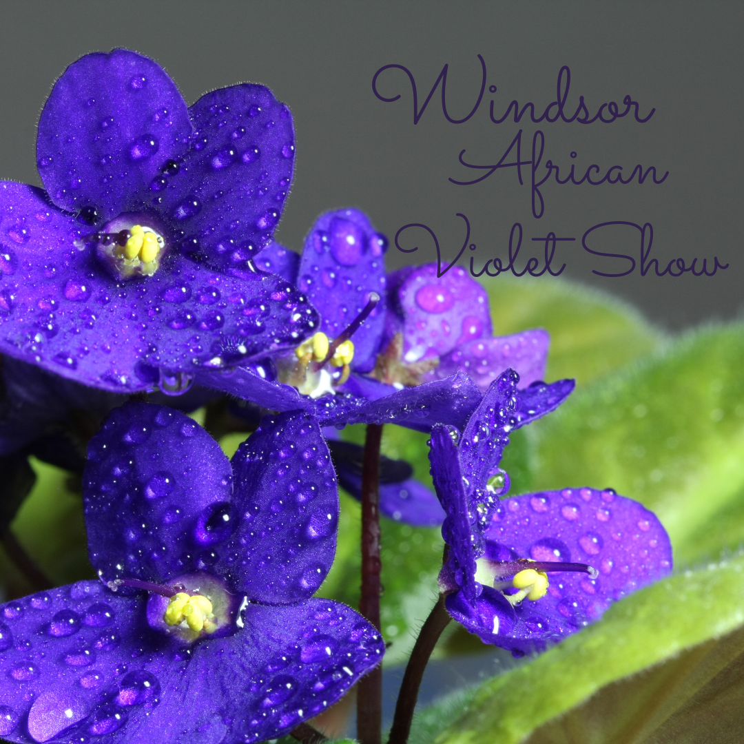 Windsor African Violet Show